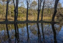 A river flowing through landscape
